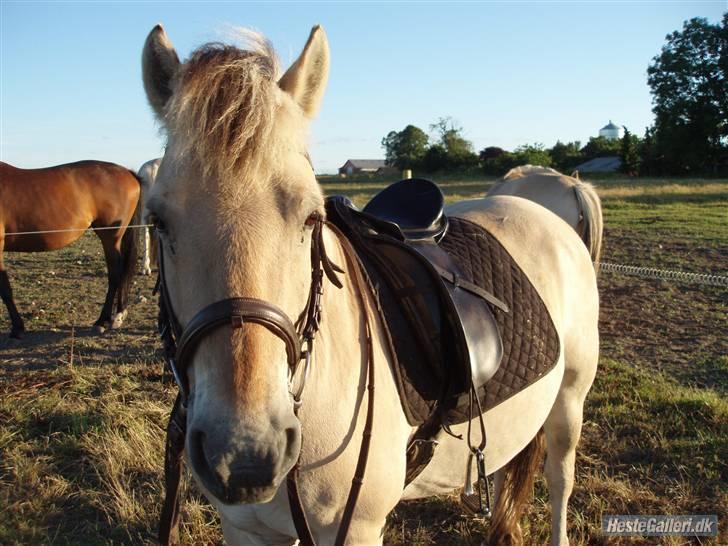 Fjordhest bakkefaldets trille billede 10