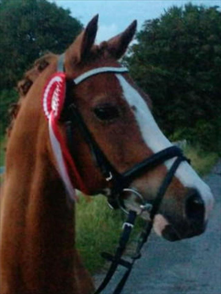 Tysk Sportspony Norano - velkommen til norano:)  foto: sidsel le fevre
I know I'm lost. But as long I'm lost in you, I'll be just fine..
 billede 1