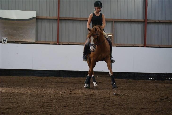 Tysk Sportspony Norano - træning :)  foto: Trine(: billede 3