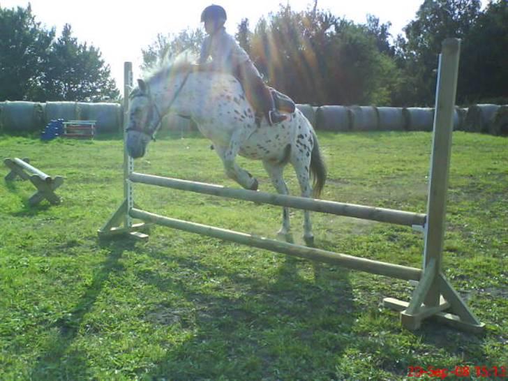 Anden særlig race Jack. - Dette var på et tidspunkt vores rekord: 60 cm. Vi endte med at springe en meter uden udstyr. billede 2