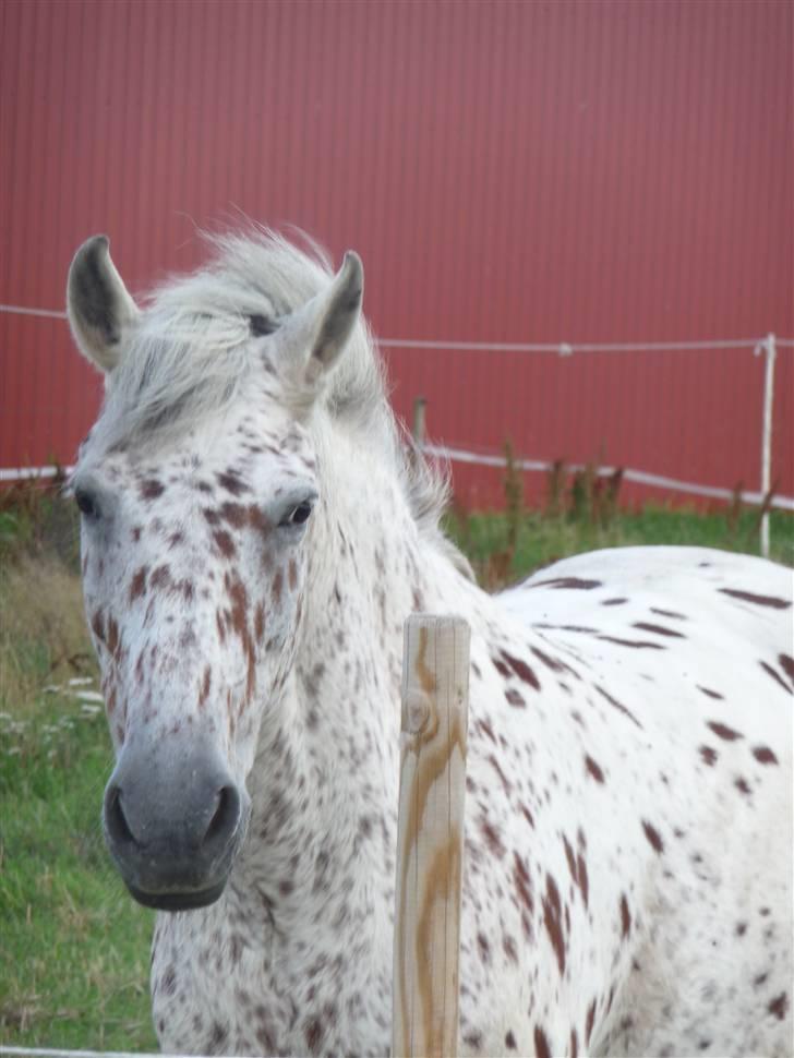 Anden særlig race Jack. - Du er den smukkeste pony jeg nogensinde har set.  billede 3