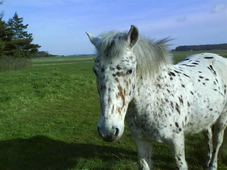 Anden særlig race Jack. - Den mest vidunderlige pony. billede 4