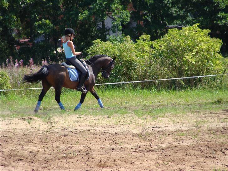 Anden særlig race Mr. Quickly SOLGT! billede 2
