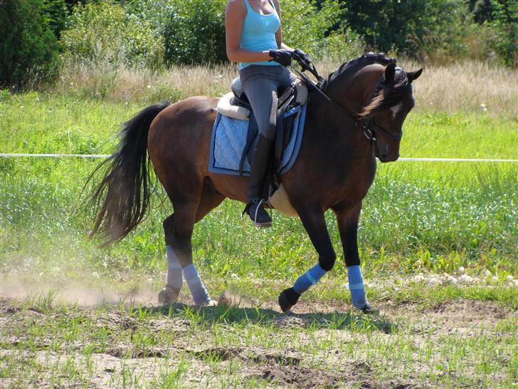 Anden særlig race Mr. Quickly SOLGT! billede 3