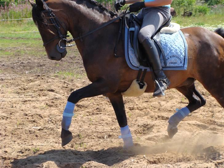 Anden særlig race Mr. Quickly SOLGT! billede 5