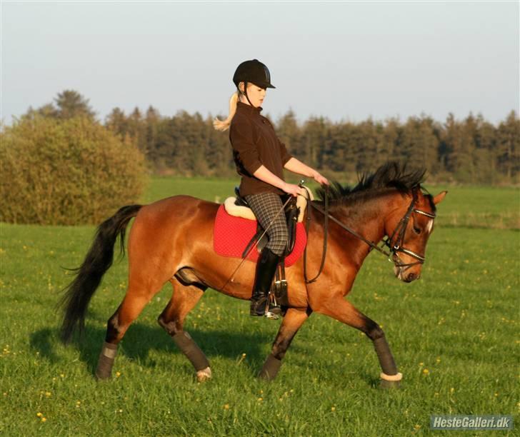 DSP Marengo - SOLGT :'( :'( - Træning <3 Fotograf : Annemette <3  billede 20