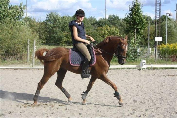 Hollandsk Sportspony Lorenzo solgt :/  - Opvarming til spring. I sommer.  billede 11