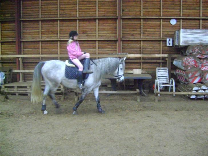 Anden særlig race venus  solgt billede 10