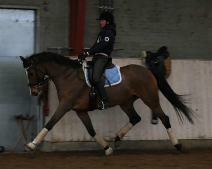 Dansk Varmblod kirks Dibsi - En trænings daq,.   billede 1