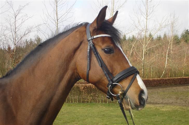 Dansk Varmblod kirks Dibsi billede 2