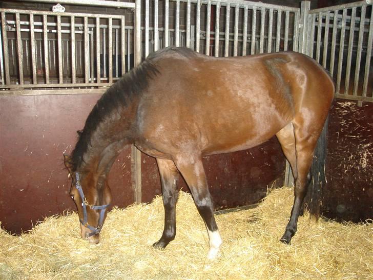 Dansk Varmblod kirks Dibsi - Dibsi som 3 års´. meqet lille oq spinkel. :b tror hun er omkrinq de 157 stg. der . billede 3