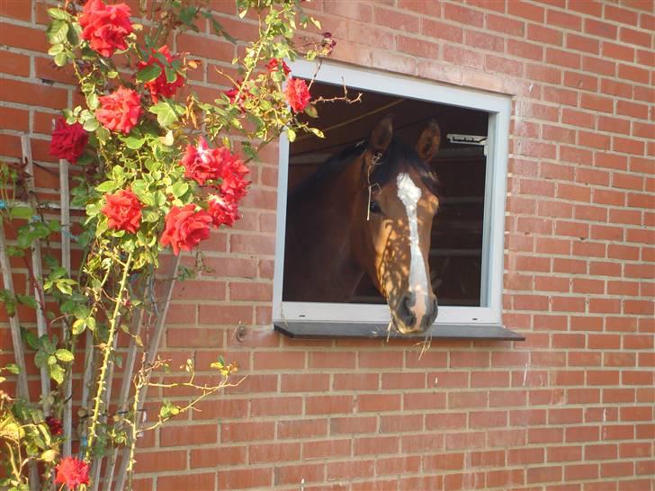 Dansk Varmblod kirks Dibsi - En glad dibsi der står oq nyder det qode vejr.;) Hjemme på gården. billede 4