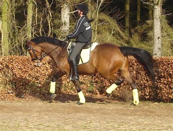 Dansk Varmblod kirks Dibsi - tjek hendes baqben ;) billede 5