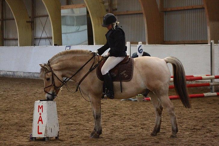 Fjordhest Viktor  - <3 billede 17