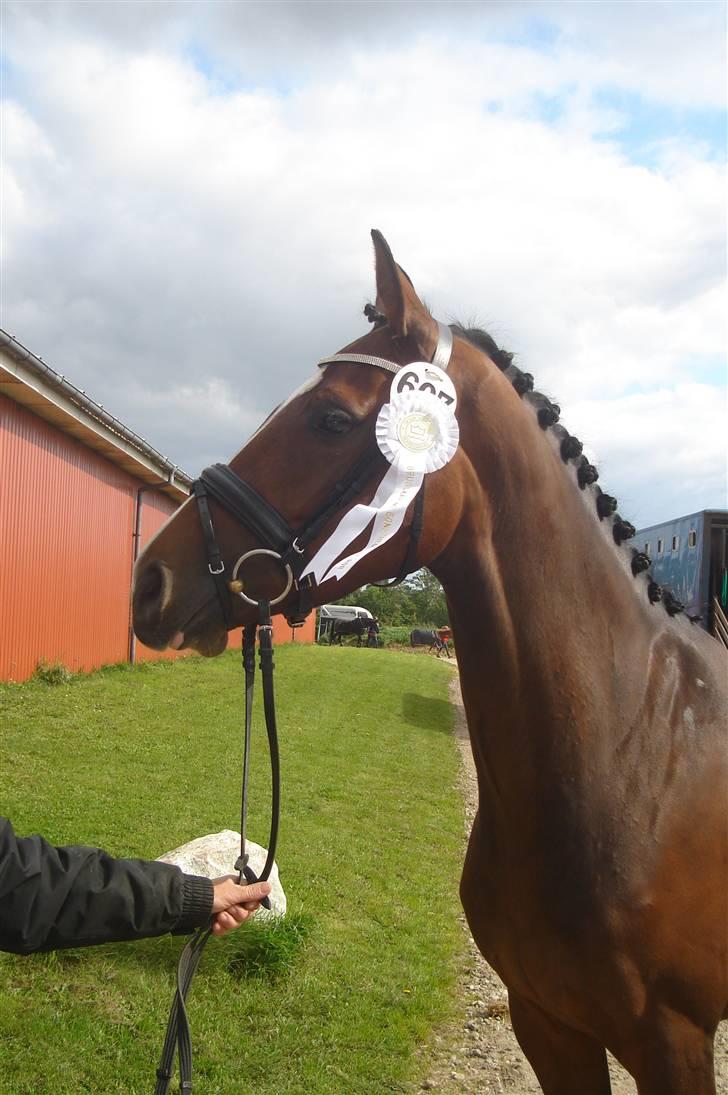 Dansk Varmblod kirks Dibsi - Dibsi til kåring, blev kåret i FOR-F3 fordi hun mangler en ude i det 3. led. Derfor den hvide roset. billede 6