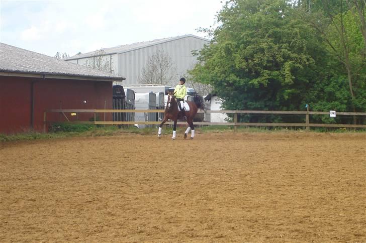 Dansk Varmblod kirks Dibsi - Til stævne i ikast, Det er os med den lysergrønne trøje billede 7