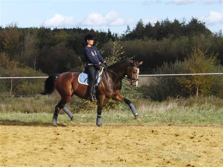 Dansk Varmblod kirks Dibsi - smukke dibber. billede 8