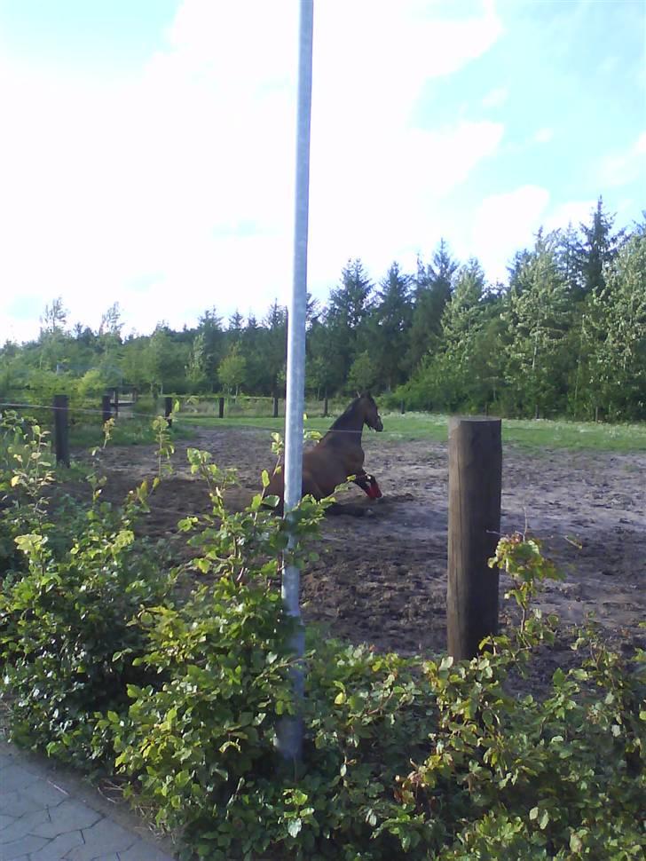 Dansk Varmblod kirks Dibsi - Det er meqet dejliqt oq "side" at nyde det qode vejr :D billede 9