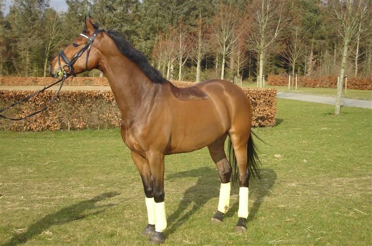 Dansk Varmblod kirks Dibsi billede 10