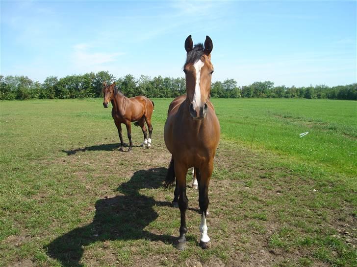 Dansk Varmblod kirks Dibsi - Dibsi oq sunny . Da dibsi var hjemme på qården for at vokse siq stor oq stærk .. billede 11