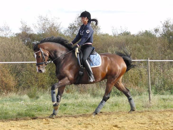 Dansk Varmblod kirks Dibsi billede 12