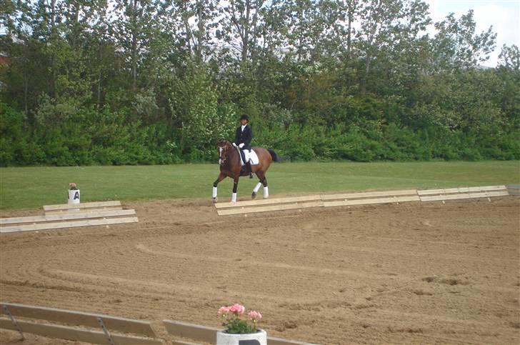 Dansk Varmblod kirks Dibsi billede 13