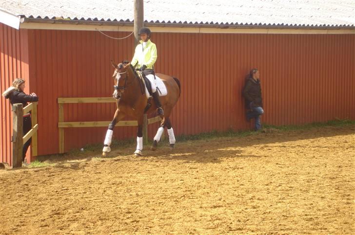 Dansk Varmblod kirks Dibsi - Du R Dejliq !  billede 14