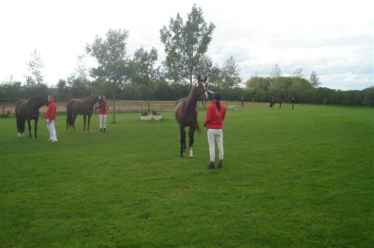 Dansk Varmblod kirks Dibsi - Da vi fik vores resultat til kårinq.  billede 15