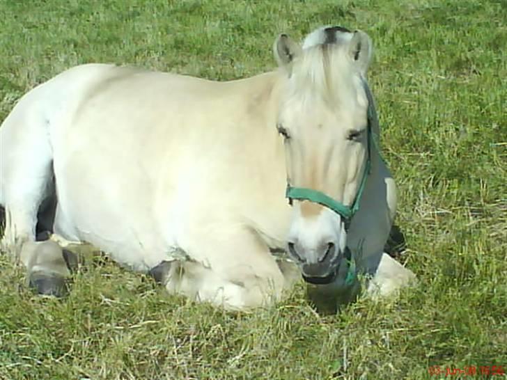 Fjordhest Sunshine Laban - Dejlige pony :-) (Foto: mig) billede 10