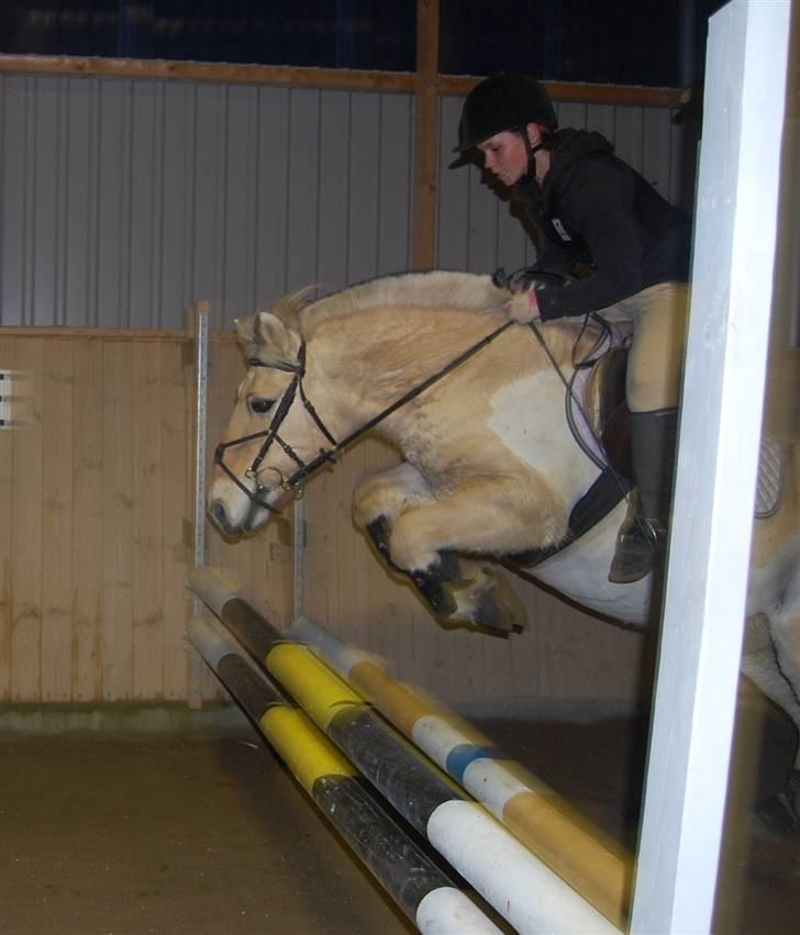 Fjordhest Sunshine Laban - Wroom .. (Foto: Louise S.) billede 11