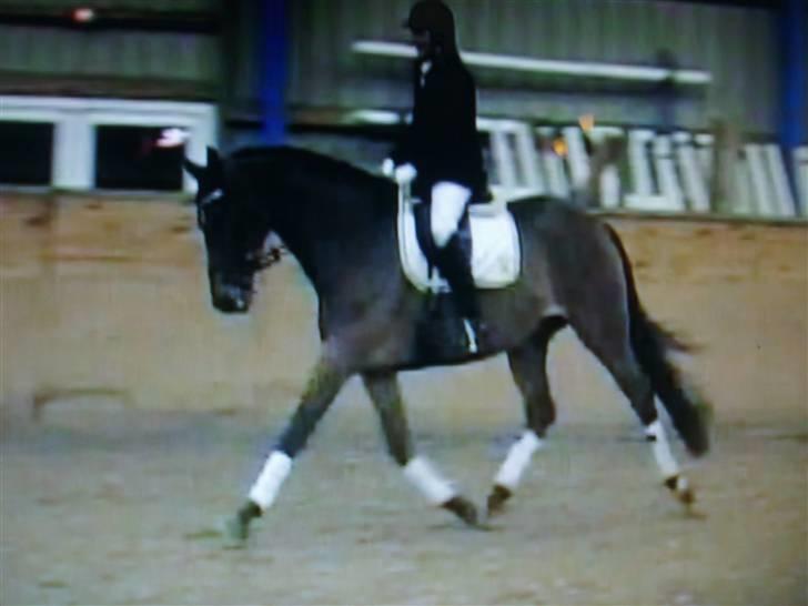 Dansk Varmblod Højvangs Kalibra - Da vi vandt 1.plads til vores 1. stævne. Sted: VIR Foto Stephanie Vollgartz billede 9