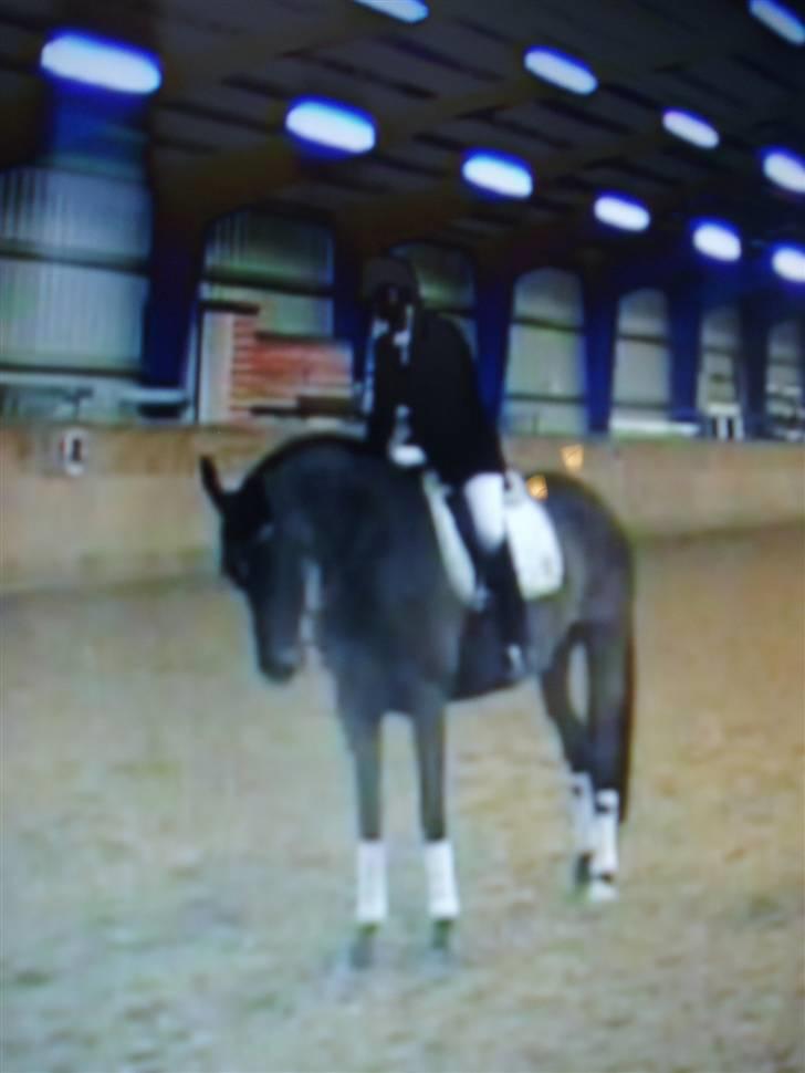 Dansk Varmblod Højvangs Kalibra - Da vi vandt 1.plads til vores 1. stævne. Sted: VIR Foto: Stephanie Vollgarts billede 10