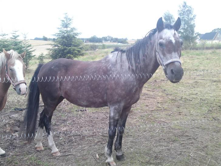 Welsh Pony af Cob-type (sec C)  Dixie R.I.P † <3 billede 11