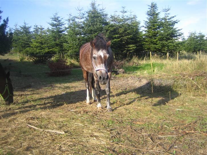 Welsh Pony af Cob-type (sec C)  Dixie R.I.P † <3 billede 12