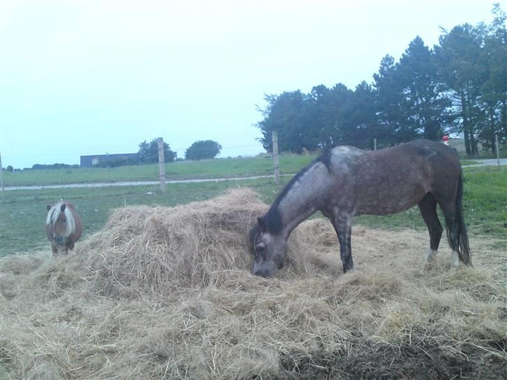 Welsh Pony af Cob-type (sec C)  Dixie R.I.P † <3 - dixie og filur <3 billede 13