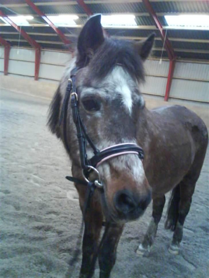 Welsh Pony af Cob-type (sec C)  Dixie R.I.P † <3 - nyt !  taget : 15/11 ´08 billede 15