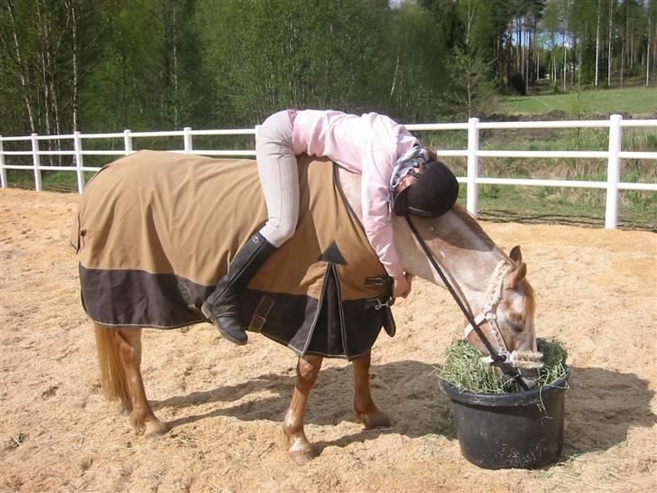Knabstrupper Hilde Ætsted - 12: Kosedag i paddocken <3 ELSKER DEG HILDE <333  :* billede 12