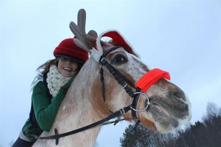 Knabstrupper Hilde Ætsted - 14: Julen 2009 <3 ^^, billede 14