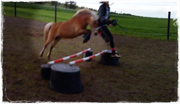Shetlænder Ildka - Smukke Ildka. Det ikke hverdag man ser så sporty en shetlandspony ;-). billede 6