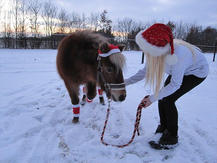 Shetlænder Ildka - Jule hygge :o). - D. 27-11-2010. billede 7