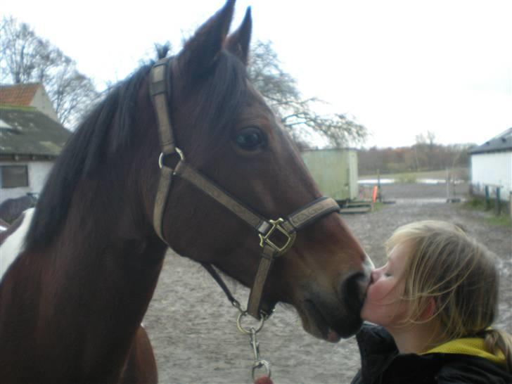 Pinto Faurhøjgårds Chloe- min prinsesse R.I.P - Min smukke Cloe dagen efter hun var kommet<3 billede 1