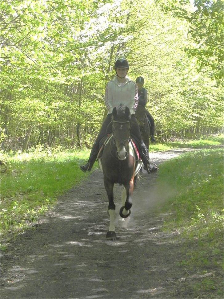 Pinto Faurhøjgårds Chloe- min prinsesse R.I.P - skovtur billede 4