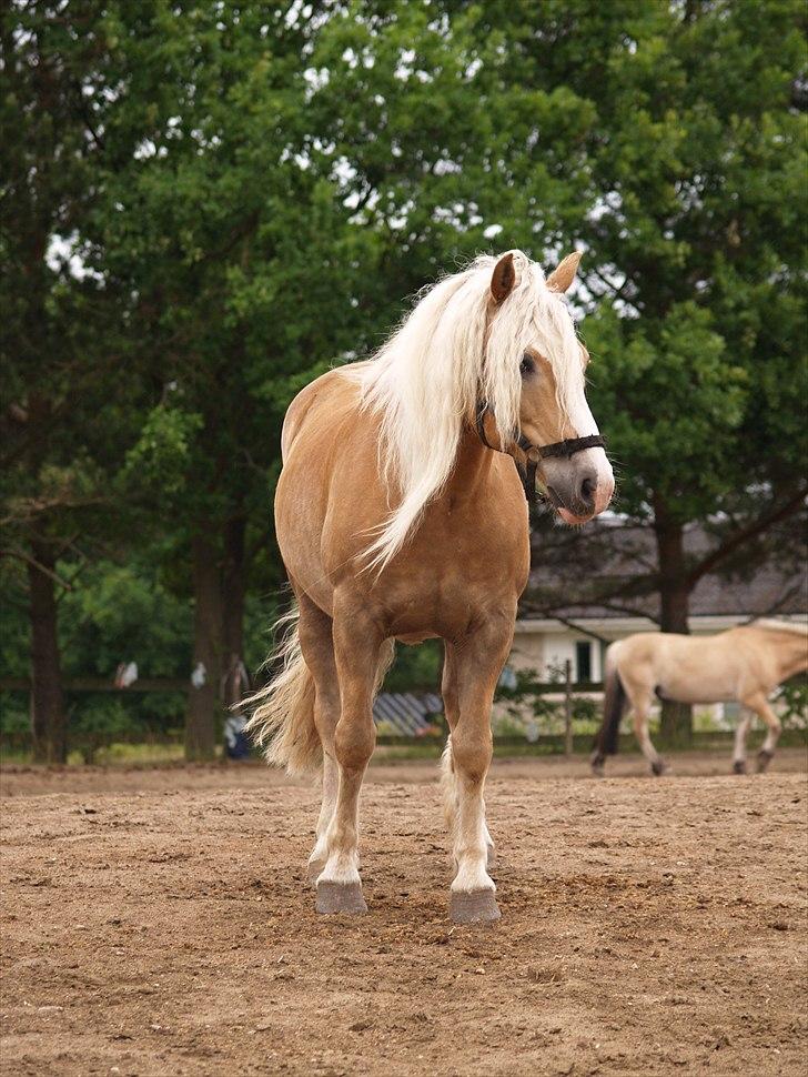 Haflinger Lukas SOLGT (R.I.P) <3 billede 4
