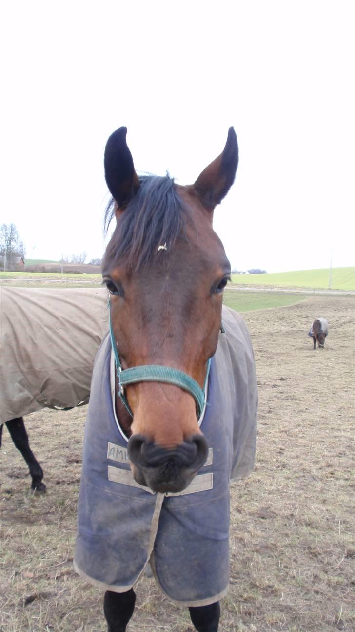 Dansk Varmblod May Spirit billede 13