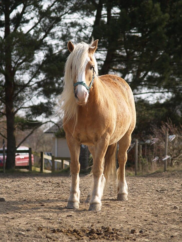 Haflinger Lukas SOLGT (R.I.P) <3 billede 7