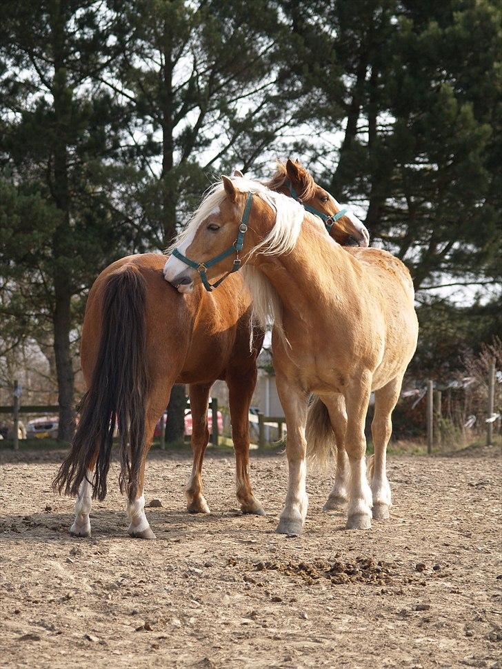 Haflinger Lukas SOLGT (R.I.P) <3 billede 8