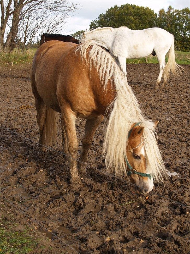 Haflinger Lukas SOLGT (R.I.P) <3 billede 9