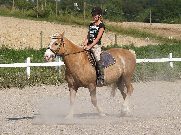 Haflinger Lukas SOLGT (R.I.P) <3 billede 11