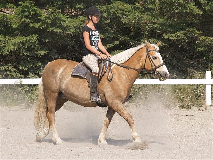 Haflinger Lukas SOLGT (R.I.P) <3 billede 15