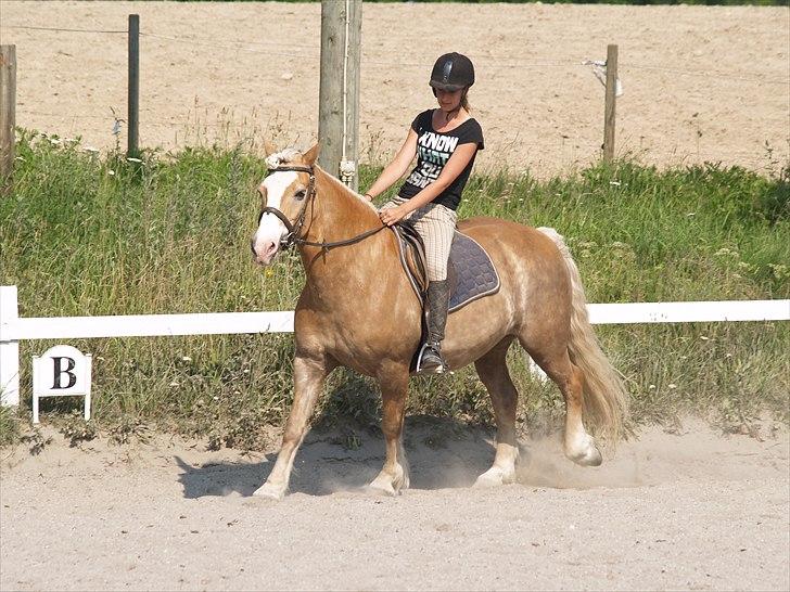 Haflinger Lukas SOLGT (R.I.P) <3 billede 16